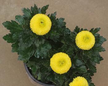 乒乓球菊的种植方法与技巧（打造美丽花园，学习乒乓球菊种植的窍门）